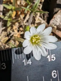 American Field Chickweed thumbnail 4