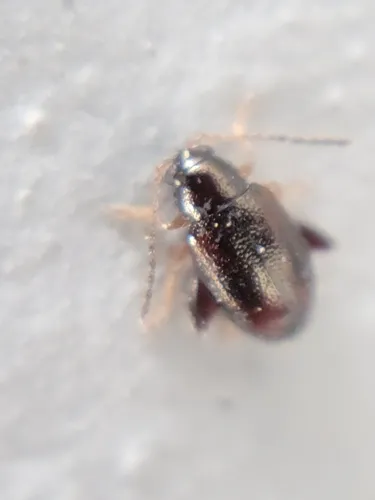 Longitarsus melanurus