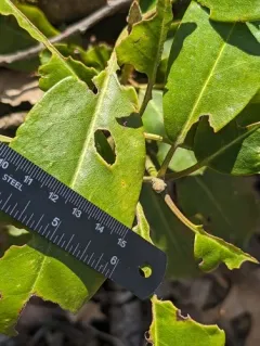 Catawba Rhododendron thumbnail 3