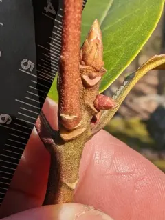 Carolina Rhododendron thumbnail 2