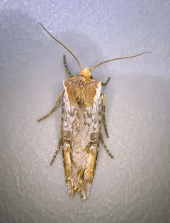 Acadian Swordgrass Moth thumbnail 4