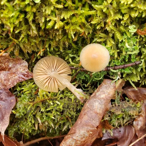 Psathyrella seminuda