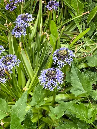 Portuguese squill