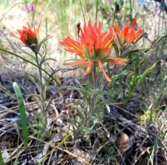 frosted paintbrush thumbnail 2