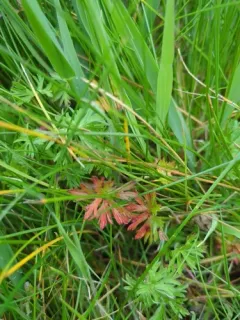 Long-stalked Crane's-bill thumbnail 3