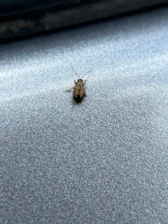 Bronze Leaf Beetle thumbnail 3