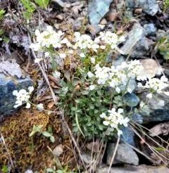 Fendler's pennycress thumbnail 2