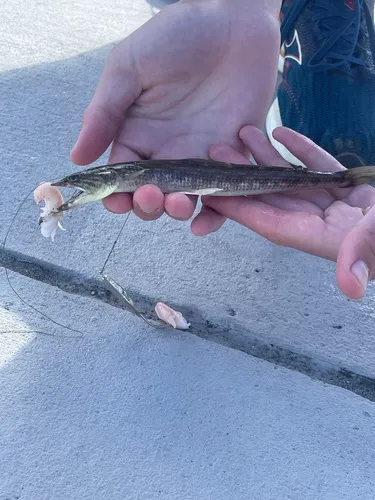 Inshore Lizardfish