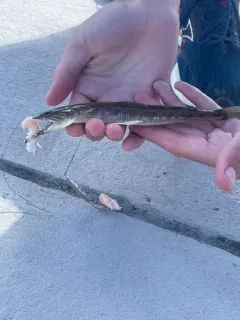 Inshore Lizardfish thumbnail 1