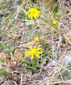 serpentine groundsel thumbnail 3