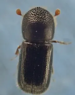 Polished Bark Beetle thumbnail 3