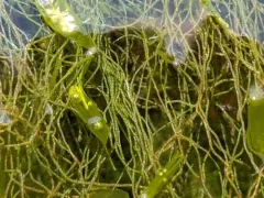 Sea Hair thumbnail 3