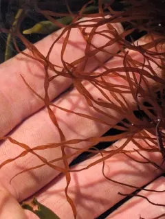 Worm Weed thumbnail 3