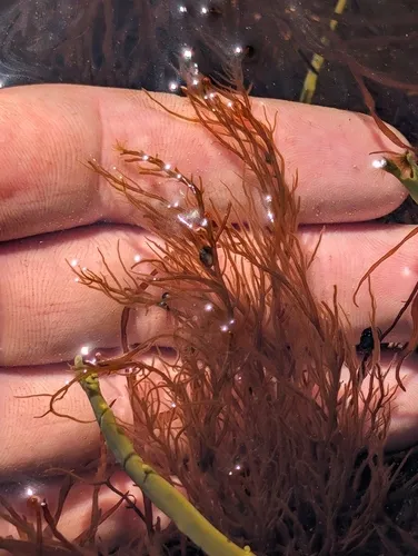 Striaria attenuata