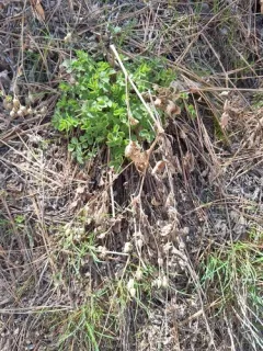 Idaho sticky cinquefoil thumbnail 2