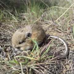 Ord's Kangaroo Rat thumbnail 3