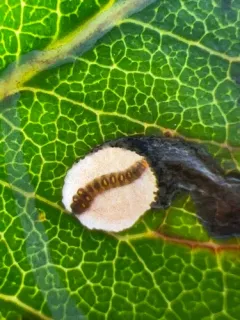 Coptodisca arbutiella thumbnail 4