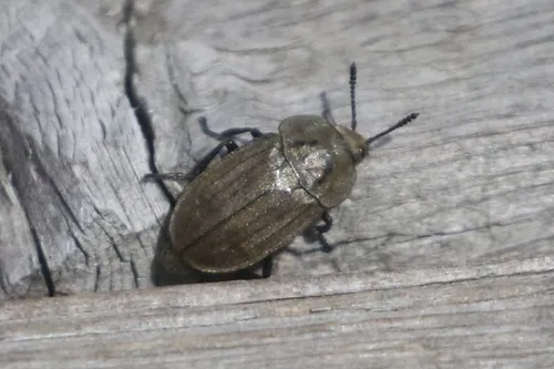 Spinach Carrion Beetle
