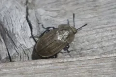 Spinach Carrion Beetle thumbnail 1
