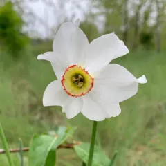Poet's Narcissus thumbnail 2