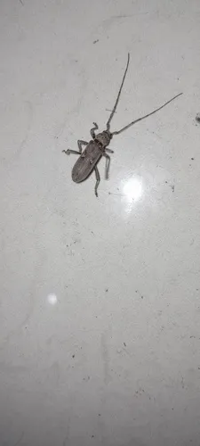 Lesser Ivory-marked Beetle