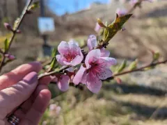 Peach thumbnail 4