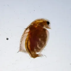 Common Water Flea thumbnail 3