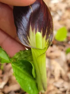 small Jack-in-the-pulpit thumbnail 2