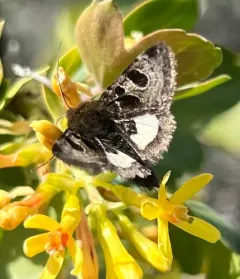 Heliothis belladonna thumbnail 1