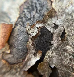 common tarcrust fungus thumbnail 3