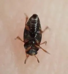 Brachypterus urticae thumbnail 4