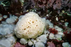 Suberites concinnus thumbnail 3