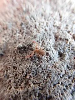 Arctic Pseudoscorpion thumbnail 2