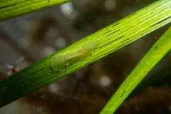 Triplana viridis thumbnail 1