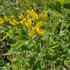Mountain goldenbean thumbnail 4