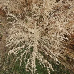 Russian-pigweed thumbnail 3