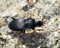 Dicaelus politus thumbnail 3