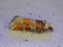 White-Pine Shoot Borer Moth thumbnail 4