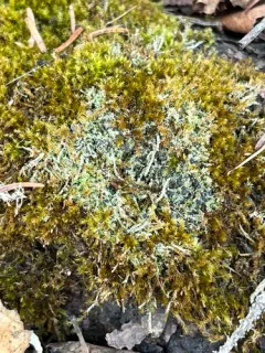 Four-celled Moss-dot thumbnail 2