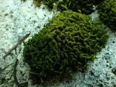 Hair-pointed Grimmia thumbnail 3