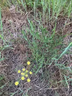 Lomatium andrusianum thumbnail 2