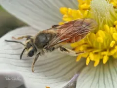 Maria Miner Bee thumbnail 1