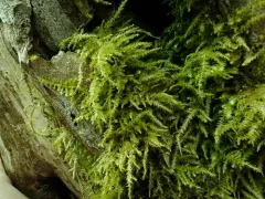 Heterocladium procurrens thumbnail 3