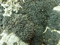 Andreaea megistospora thumbnail 3