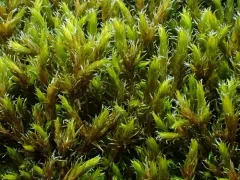 Slender Fringe-moss thumbnail 2