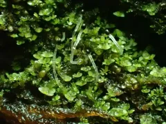 Dark-green Flapwort thumbnail 2