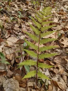 southern lady fern thumbnail 3