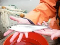 Topsmelt Silverside thumbnail 2