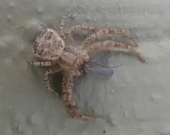 Tan crab spider thumbnail 2