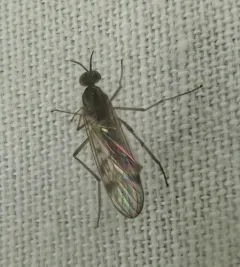 Sylvicola punctatus thumbnail 2